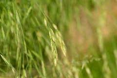 Bromus japonicus