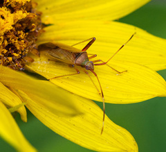 Creontiades rubrinervis