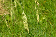 Bromus japonicus