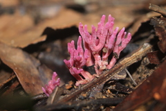 Clavaria schaefferi