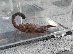 Centruroides edwardsii