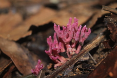 Clavaria schaefferi