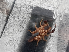 Centruroides edwardsii