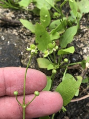 Echinodorus berteroi
