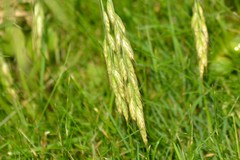 Bromus japonicus