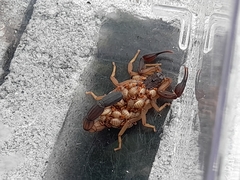 Centruroides edwardsii