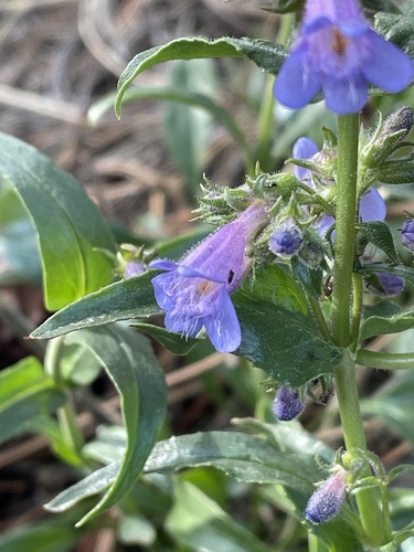 Front Range Beardtongue
