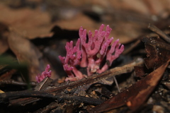 Clavaria schaefferi