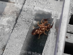 Centruroides edwardsii