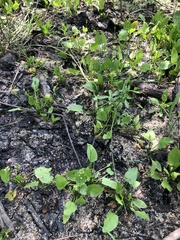 Echinodorus berteroi