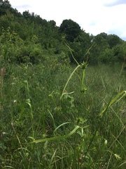 Carex folliculata