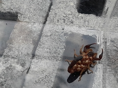 Centruroides edwardsii