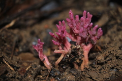 Clavaria schaefferi