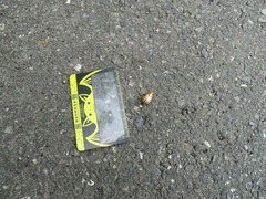 Mimela testaceoviridis