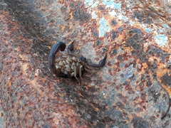 Centruroides edwardsii