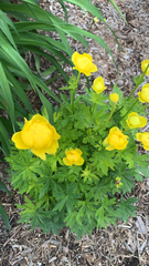 Trollius europaeus
