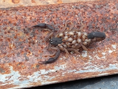 Centruroides edwardsii