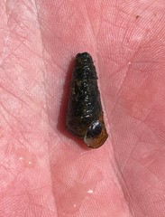 Pleurocera pyrenella