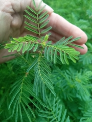 Desmanthus leptolobus