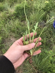 Pyrrhopappus grandiflorus