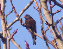 Leucosticte tephrocotis littoralis