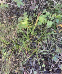 Carex calcis