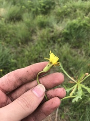 Pyrrhopappus grandiflorus