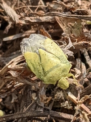 Thyanta custator accerra