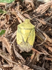 Thyanta custator accerra