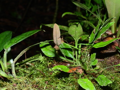 Elaphoglossum pteropus