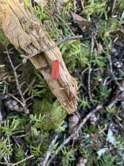 Dictyoptera simplicipes