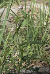 Trifolium productum