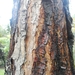 Pinus rzedowskii - Photo (c) José Baldemar Correa Ramos, alguns direitos reservados (CC BY-NC), uploaded by José Baldemar Correa Ramos