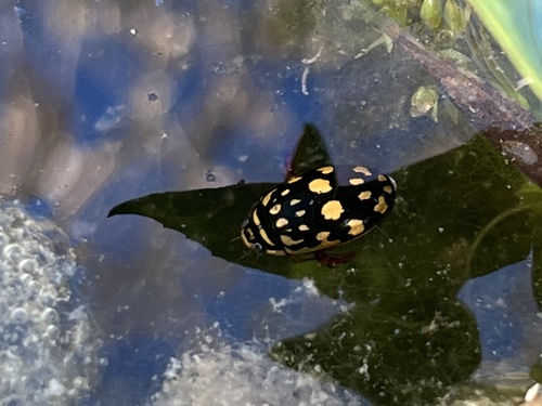 Sunburst Diving Beetle photo 4