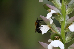 Andrena thoracica