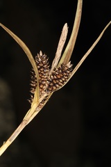 Carex calcis