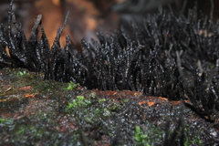 Xylaria multiplex
