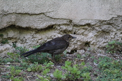 Turdus merula