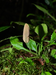 Elaphoglossum pteropus
