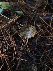 Pseudohydropus parafunebris