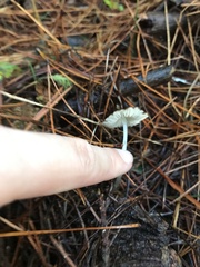 Pseudohydropus parafunebris
