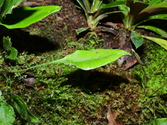 Elaphoglossum pteropus