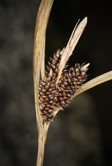 Carex calcis