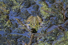 Pelophylax