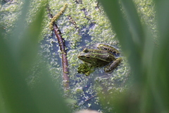Pelophylax