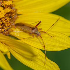 Creontiades rubrinervis