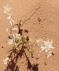 Euploca convolvulacea