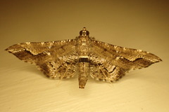 Merodictya marmorata