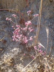 Chorizanthe douglasii
