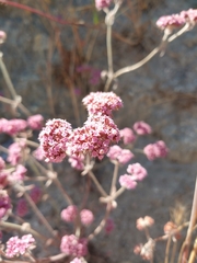Chorizanthe douglasii